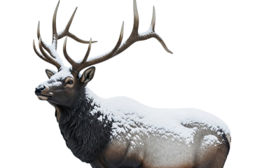 A majestic bull elk with large, impressive antlers stands covered in a light dusting of fresh snow, isolated in a profile portrait against a dramatic solid black background