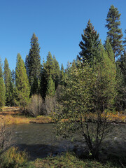 A beutiful river runs through the Oregon forest on a nice fall day.