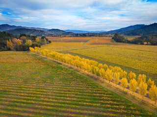 Napa Valley Fall Colors, California, USA