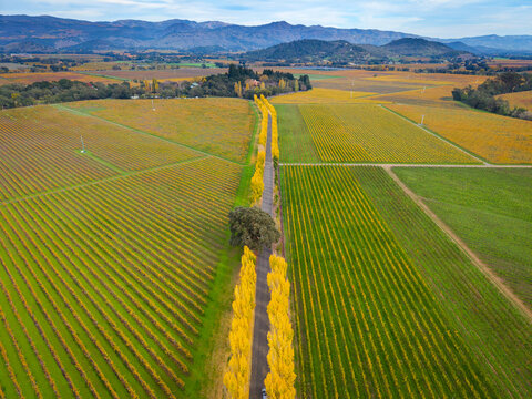 Napa Valley Fall Colors, California, USA