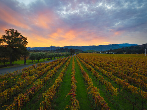 Napa Valley Fall Colors, California, USA