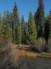 A beutiful river runs through the Oregon forest on a nice fall day.