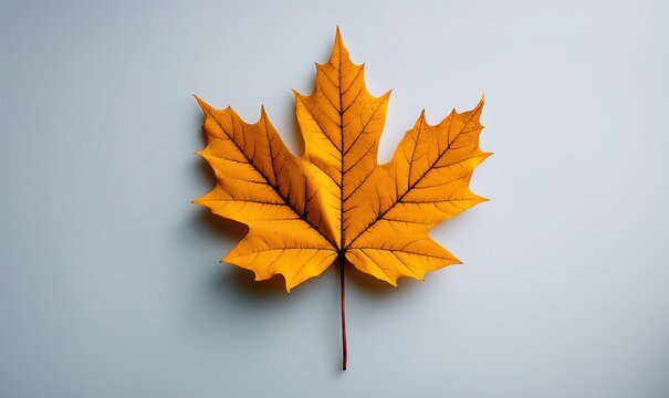 A vibrant orange maple leaf is centered against a neutral backdrop, offering soft visual appeal and space for text