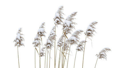 A cluster of delicate wild reeds covered in a thick layer of fresh white snow, isolated against a solid black background creating a serene and minimalist winter scene