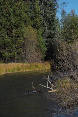 A beutiful river runs through the Oregon forest on a nice fall day.
