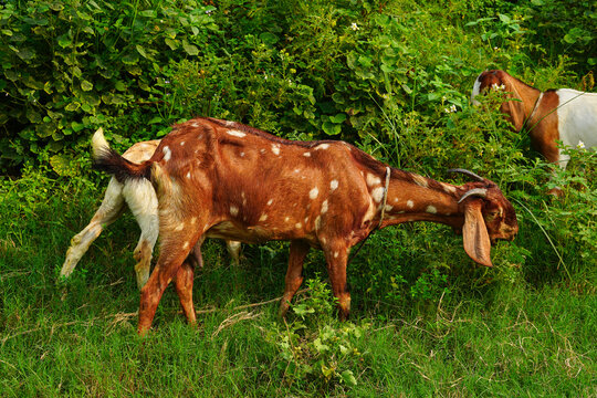 Big anglo nubian goat grazing in a vibrant green field - Powered by Adobe
