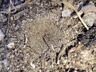 antlion pit