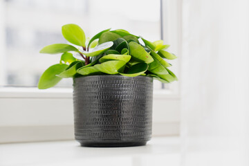 Modern home interior with vibrant leafy plant positioned in patterned dark pot on white windowsill...