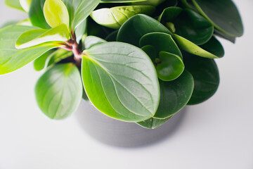Top view of indoor plant with thick glossy leaves arranged in dense layered structure, placed in...