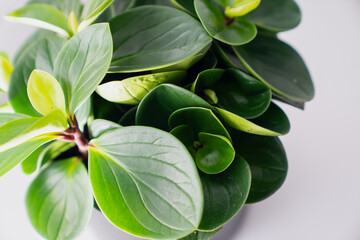 Obraz premium Close composition of vibrant leafy plant in structured pot highlighting natural shapes, rich green tones and overlapping foliage pattern that enhances bright modern interior atmosphere and freshness