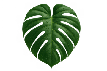 Monstera green leaf with water drops on a transparent background, conveying freshness, nature, and tropical beauty