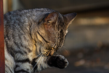 Cute tabby cat looking at something on the street. Selective focus.