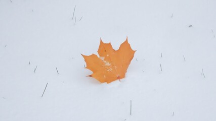 On the first day of snow, a maple leaf gets struck after falling from a tree loosing its leaves.