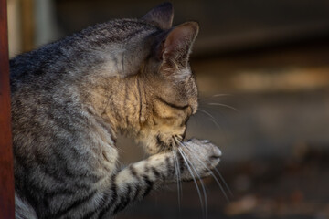 Cute tabby cat looking at something on the street. Selective focus.