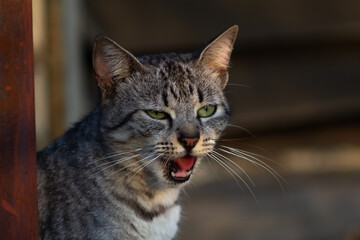Cute tabby cat looking at something on the street. Selective focus.