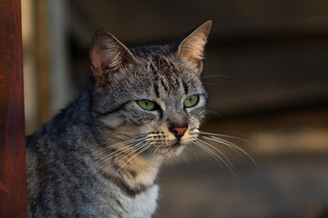 Cute tabby cat looking at something on the street. Selective focus.