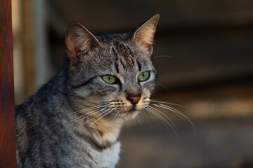 Cute tabby cat looking at something on the street. Selective focus.