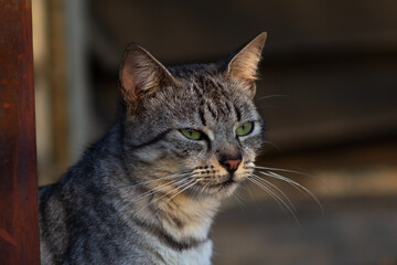 Cute tabby cat looking at something on the street. Selective focus.