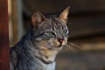 Cute tabby cat looking at something on the street. Selective focus.