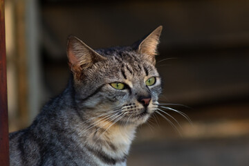 Cute tabby cat looking at something on the street. Selective focus.