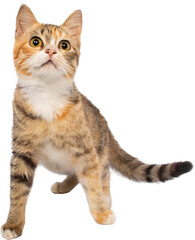 Domestic Cat Isolated on Transparent Background PNG