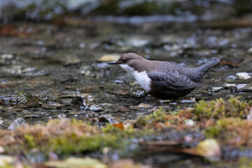 White-throated Dipper Standing in Shallow Creek