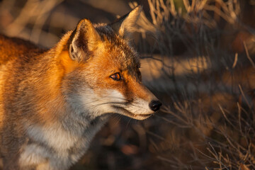 Fototapeta premium red fox vulpes