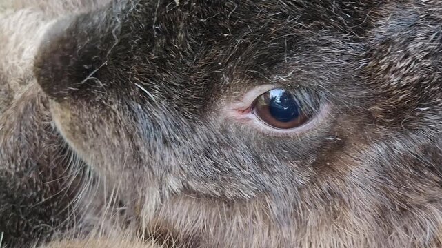 Super close of dark grey rabbit heavy breathing or shaking while being captive in small cage as animal waiting to be transported or processed