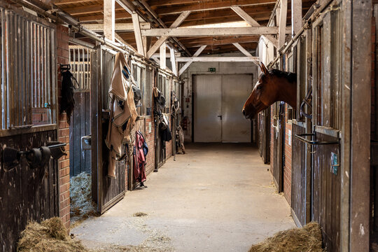 Quiet stable corridor shows horse looking out from its stall surrounded by tack and hay. Warm light highlights wooden beams and creates calm rural atmosphere with authentic equestrian details