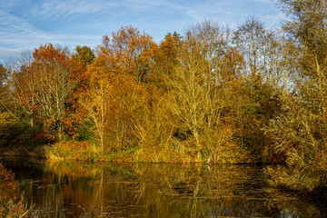 autumn trees reflected in water