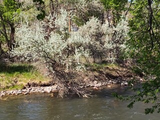 river in spring