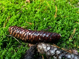 A detailed close-up of a long, dark brown spruce or pine cone resting horizontally on a vibrant carpet of bright green moss. The cone’s scales are glossy and wet, suggesting a damp forest floor.