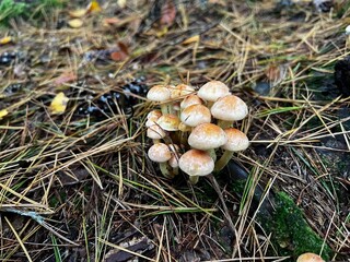 A close-up photograph of a tight cluster of small wild mushrooms with light brown caps, growing among scattered pine needles and forest debris. The background highlights the autumnal woodland floor.