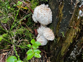 A close-up photograph of several white, fuzzy fungi growing on the dark, damp bark of a tree stump or log. Vibrant green moss and small blueberry leaves surround the base.