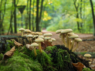 A cluster of light-capped mushrooms growing from a moss-covered tree stump, set against a blurred background of a sun-dappled forest path. The foreground is sharp with vibrant green moss.