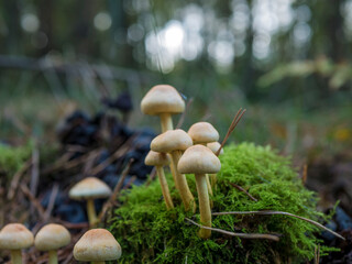 A low-angle macro shot of a tight cluster of small, pale brown mushrooms growing from a mound of...
