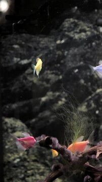 A vibrant group of small, colorful fish swimming in a freshwater aquarium. The peaceful underwater scene is full of life and vivid colors, vertical
