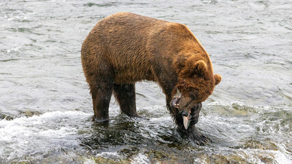 Alaskan brown kodiak brown grizzly bear [ursus arctos] eating a salmon at Brooks Falls in Katmai National Park Alaska United States