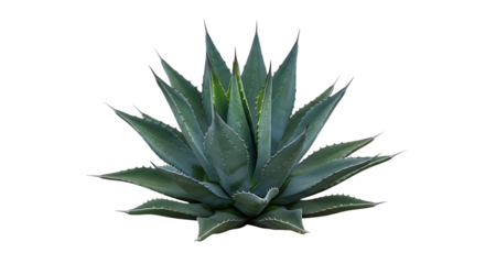 Blue Agave Plant, with sharp pointed leaves and serrated edges, isolated on white or transparent background, PNG