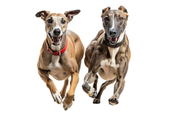 Greyhounds, Two running side by side with open mouths and ears back, cutout, PNG, isolated on transparent background, AI
