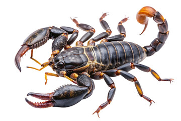 Scorpion, Giant with dark exoskeleton and orange accents on tail and claws, cutout, PNG, isolated on transparent background, AI