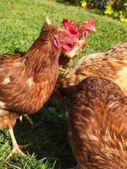 fClose-Up of Brown Free-Range Chickens Foraging: A Group of Happy Hens Pecking for Food on Lush Green Grass, Symbolizing Healthy Organic Farm Life, Sustainable Agriculture, and Natural Animal Welfare.