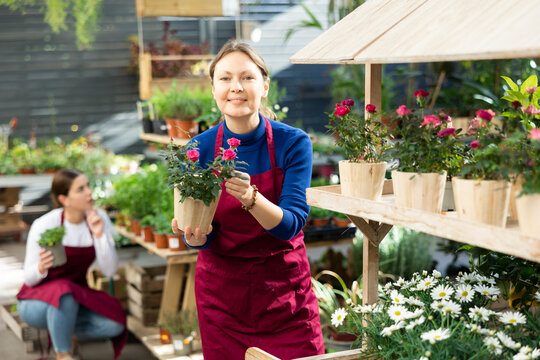 Woman florist in apron holding pot with miniathyrros rose in flower shop