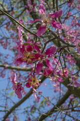 Ceiba speciosa, also known as the silk fiber tree or Chorisia speciosa, blooms. The tree bears large pink flowers.
