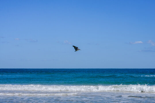 Ave volando en la playa