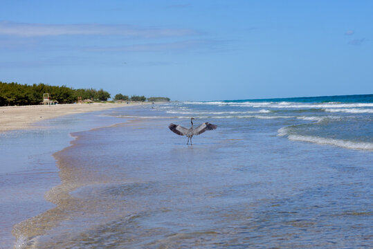 Pelicano en la playa