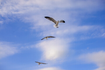Gaviotas volando