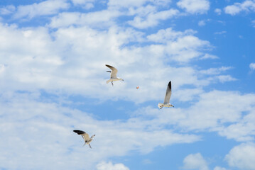 Gaviotas en vuelo
