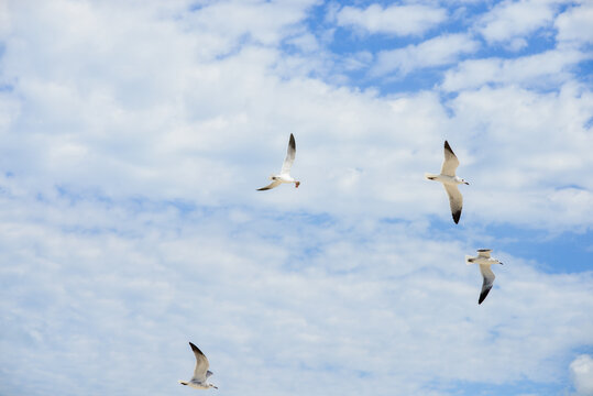 Gaviotas en vuelo