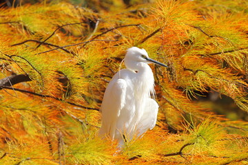ラクウショウの紅葉とコサギ